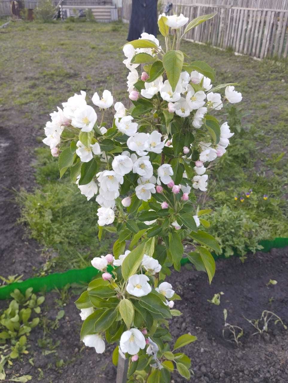 Продам дачу в обществе Борки