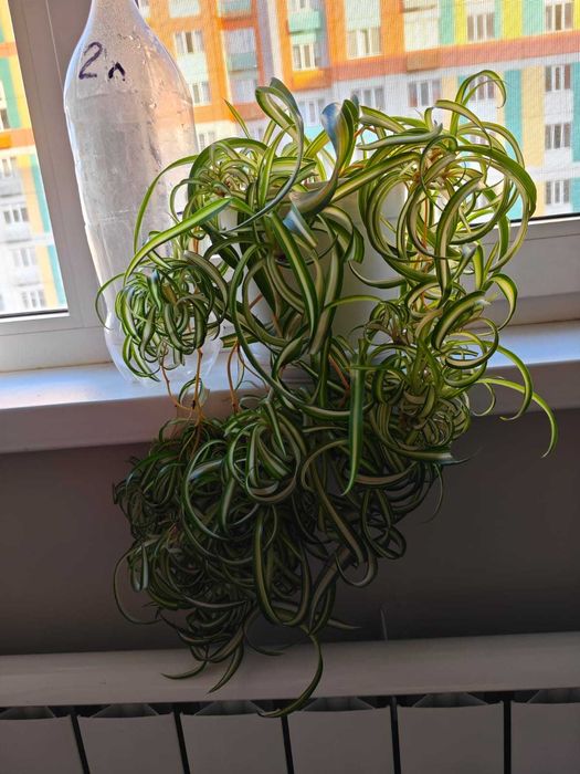 Хлорофитум - комнатное растение