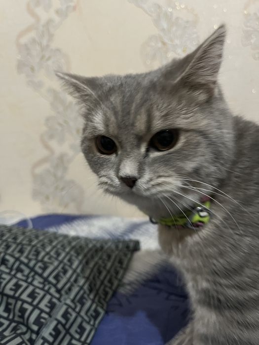 mushuk: skotish fold