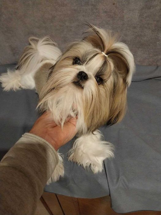Shih Tzu, femelă, 10 luni, tunsă