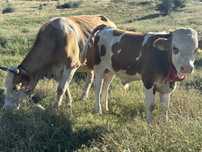 vaca cu vitel de 5 luni