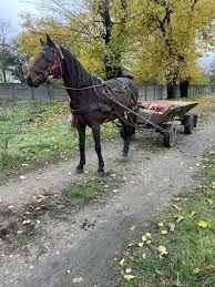 Vând iapă căruță românească