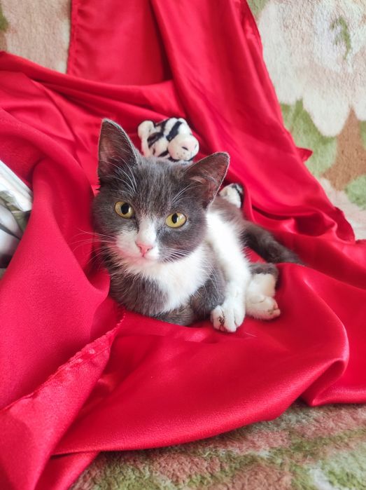 Котёнок 5месяцев