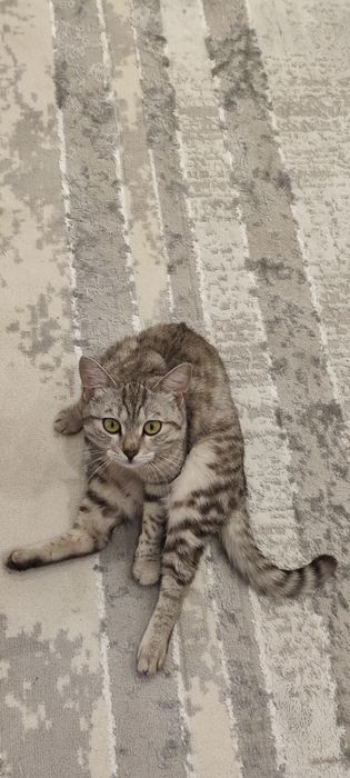 Продам кота подросток