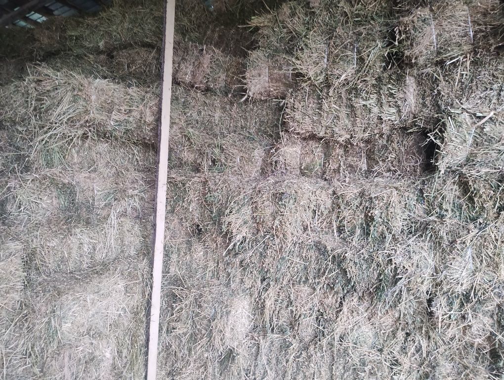 Baloti lucerna prima coasa