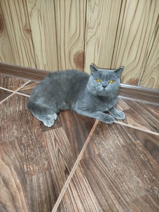 Skotish strayt o'g'il bola