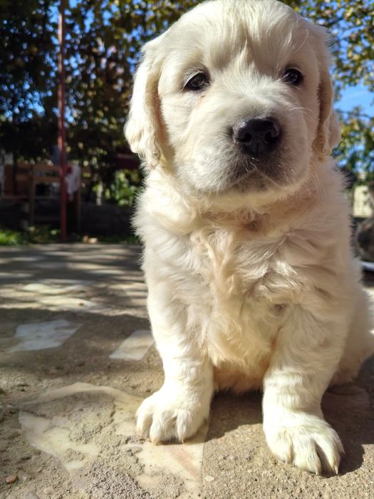 Mascul Golden Retriever