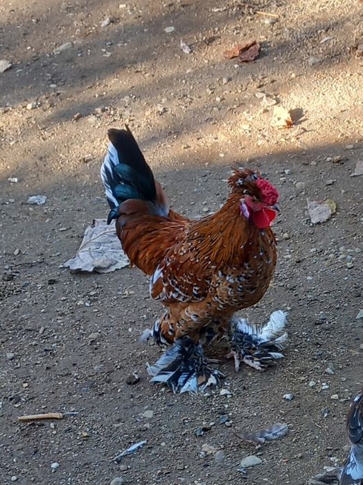 Cocoși struma bantan pitic