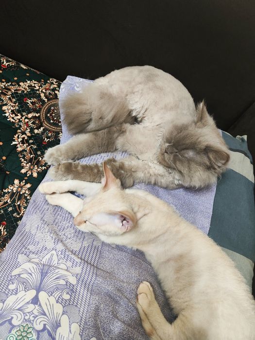 Сфинкс (brush) 4 месяц {sfinks yungi bor 4 oylik o'g'il bola}