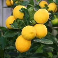 Lamai Citrus Lemon, 4 Stagioni, ghiveci 3 L, h 20 - 70 cm