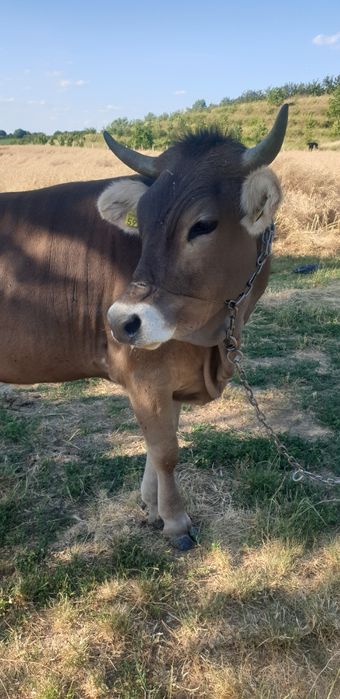 Bruna de maramures,de doi ani  la prima fatare gestanta in  6 luni.
