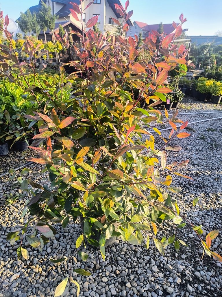 Photinia Red Robin