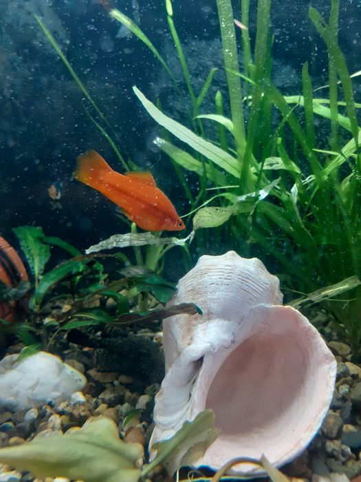 Продам 4 аквариума