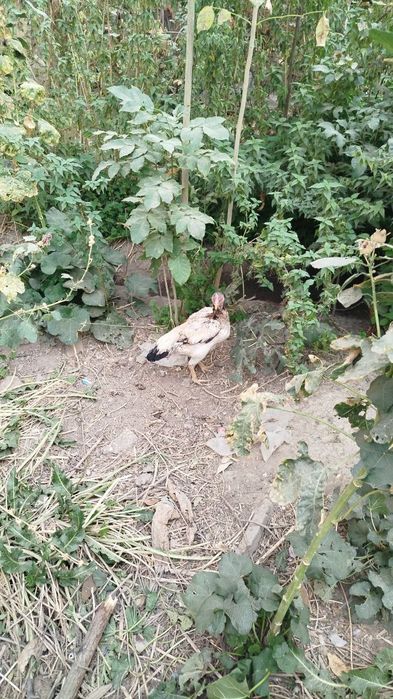 Продам кур и циплят