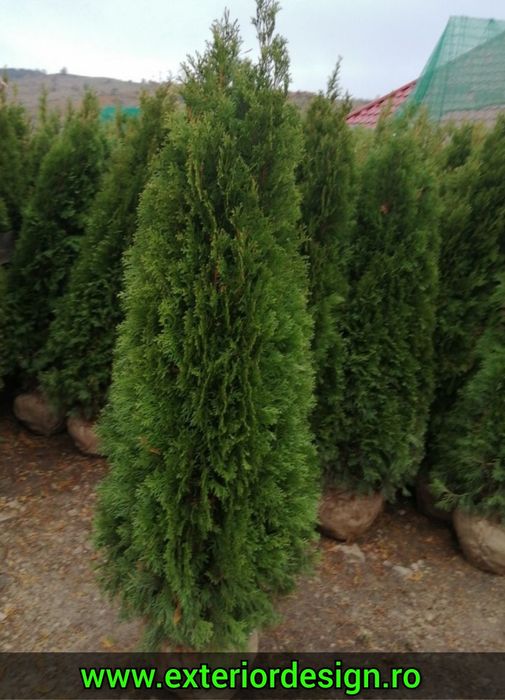 Leylandii gard viu, prețuri avantajoase % Plante ornamentale brazi