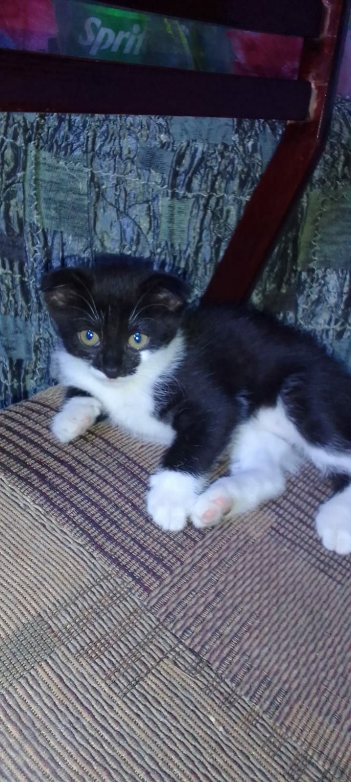 Кошки котята животные
