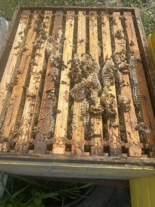 Miere poliflora en-gros