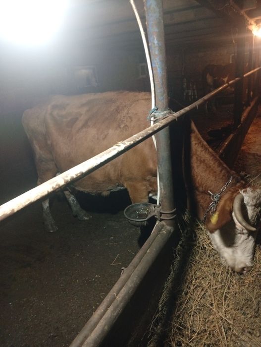 Disponibila vaca bălțată românească