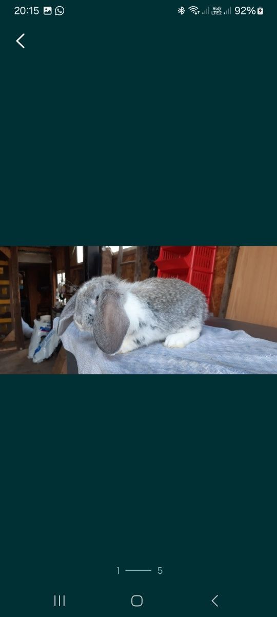 Berbec german chinchilla pui și maturi