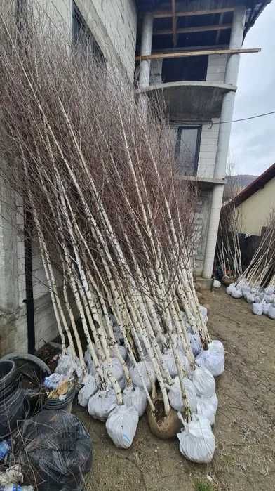 Plante Foioase Rezistente – Mesteacăn Alb și Tei pentru Grădina Ta