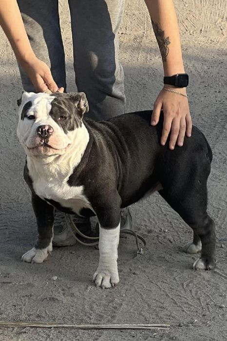 Питомник предлагает щенков Американский булли от двух пометов