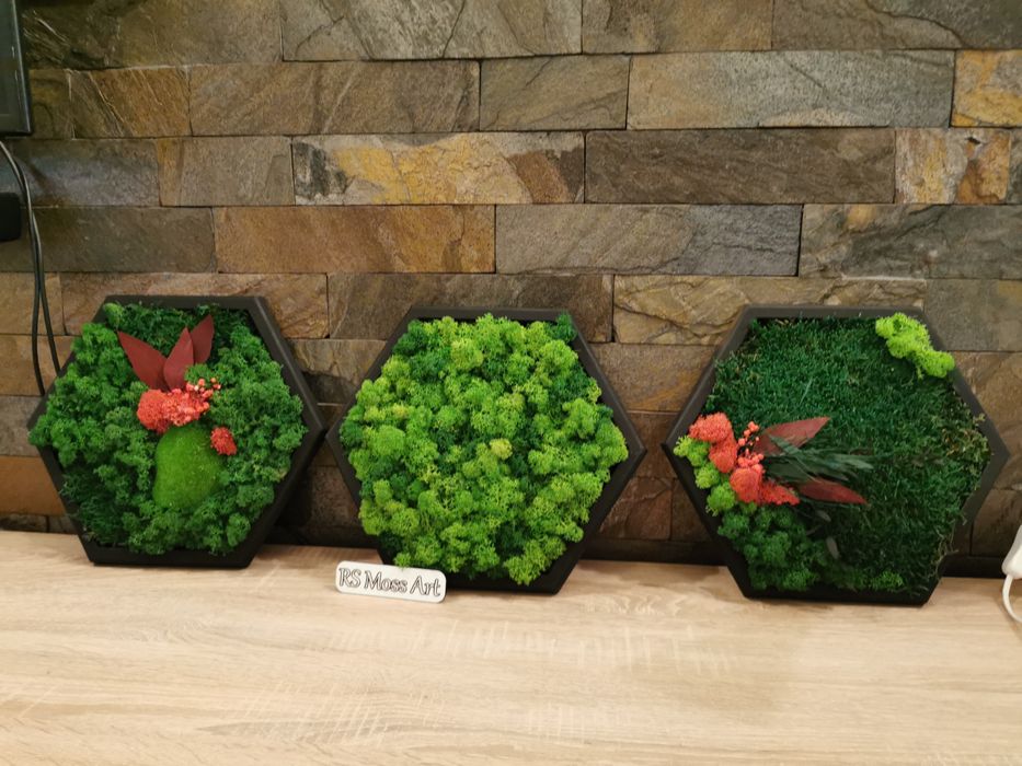 Tablou din licheni și plante criogenate