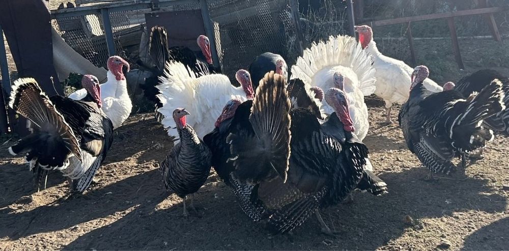 Индюки продаются