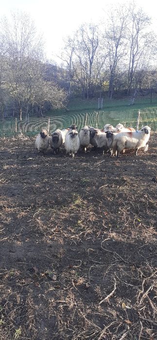 Oi turcane de vanzare