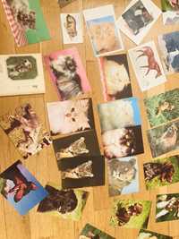 Колекция картички животни с описание