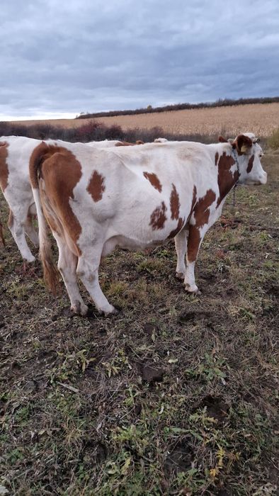 Vaci baltate cu lapte