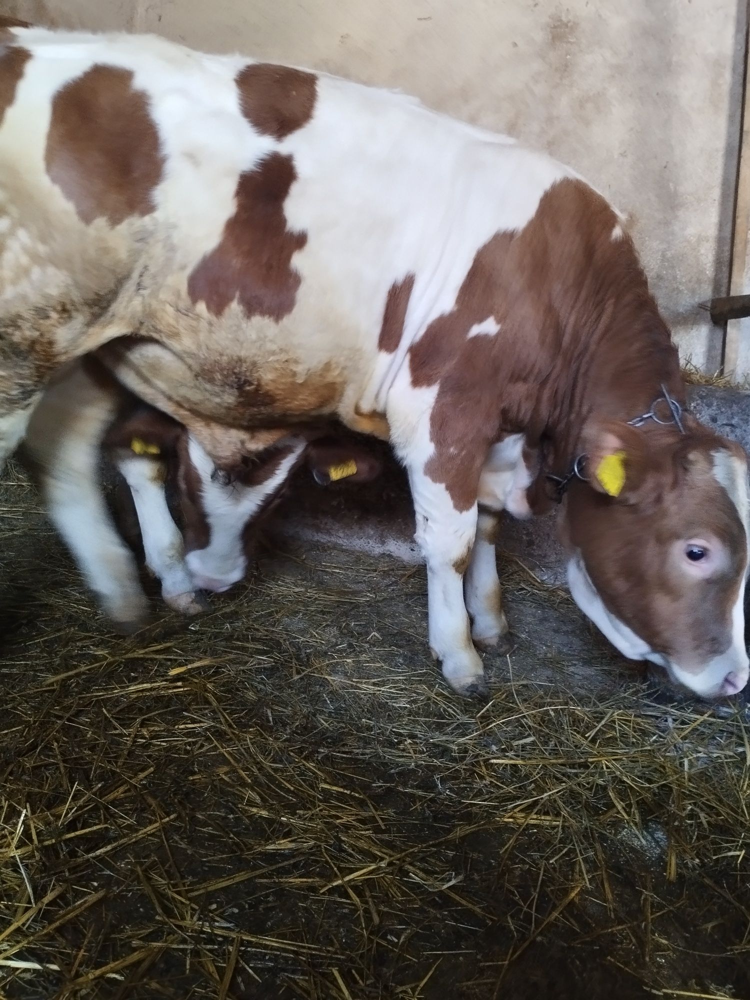 Vând vițel aproximativ 350 kg