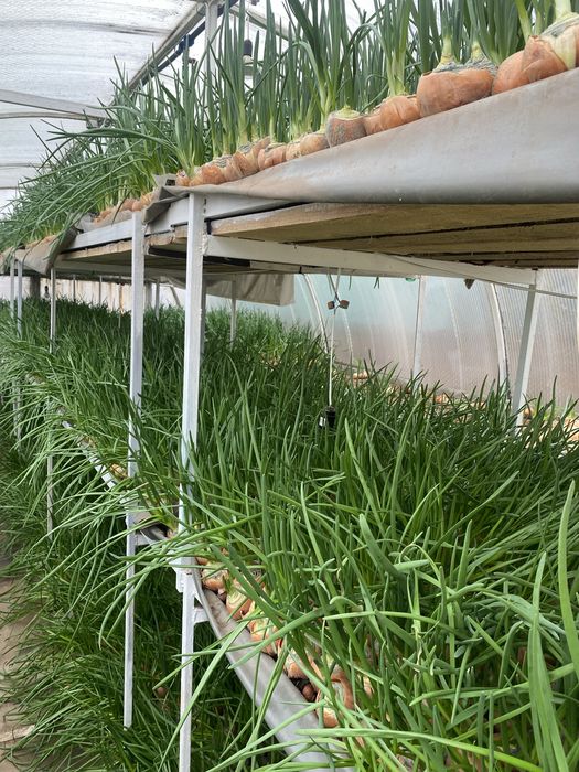 Лук зеленый в упаковке