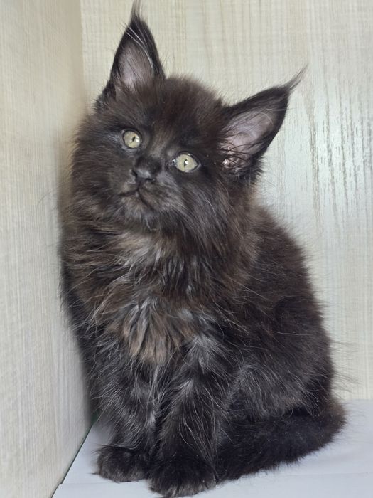 Продаю Мейн_кун девочка.