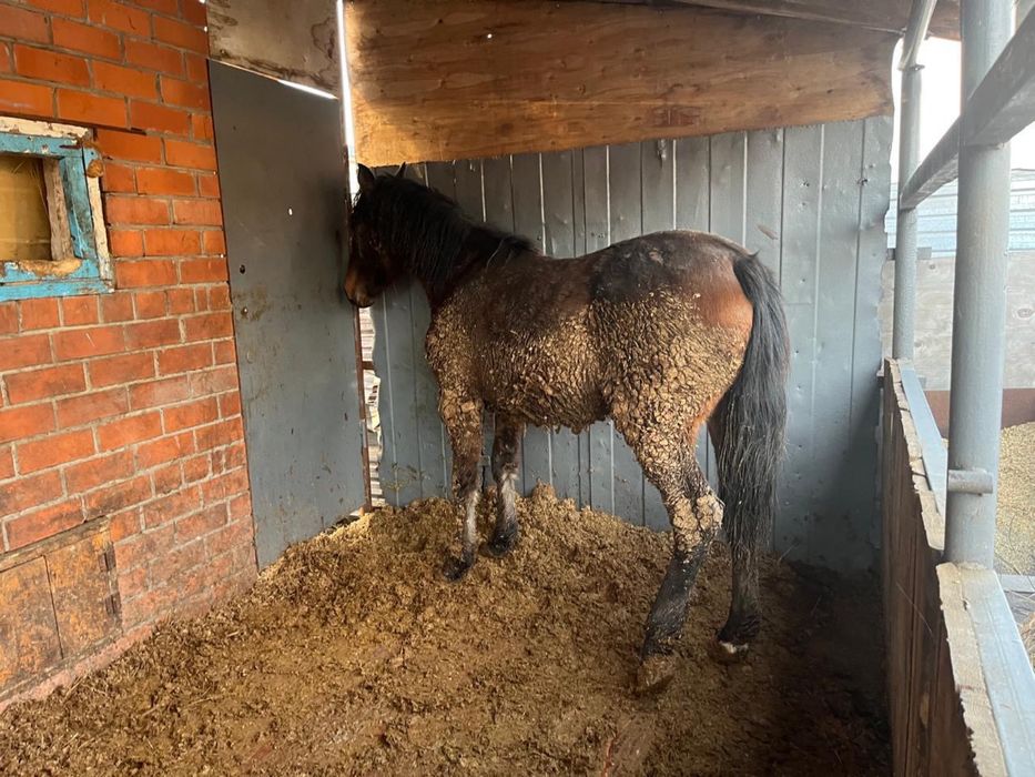 Продам тайчиков с откорма