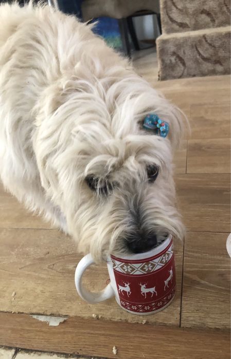 Cazare animalute de companie