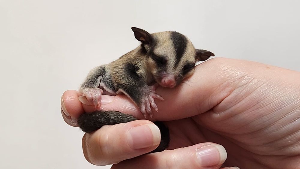 Sugarglider - veveriță zburătoare - veveriță marsupială