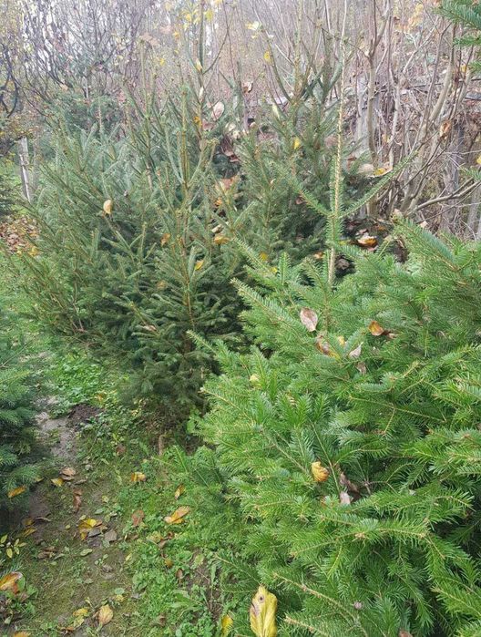 Brazi pentru nunti si diferite evenimente !