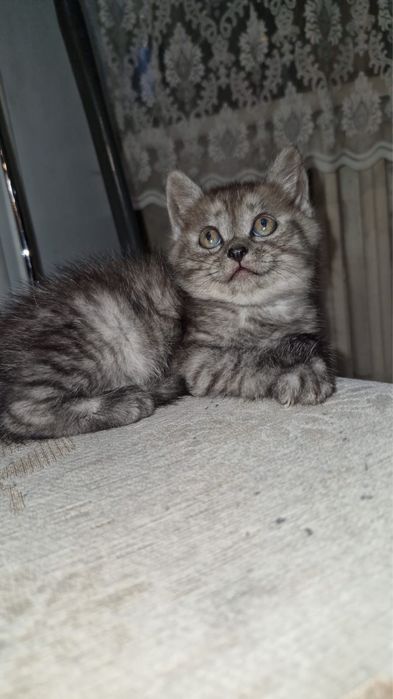 Котенок девочка