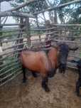 Animale de vanzare