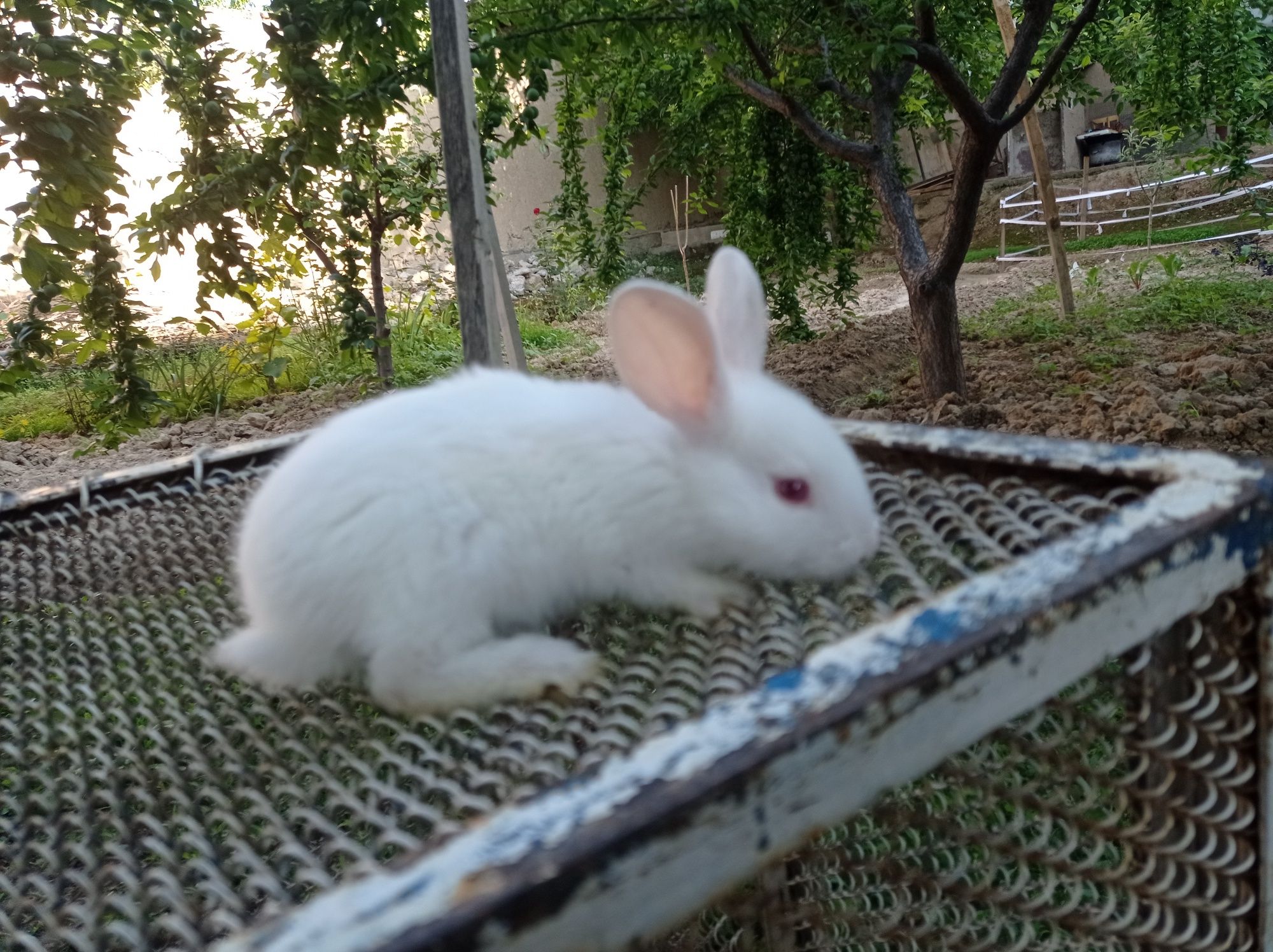 Кролик белоснежка