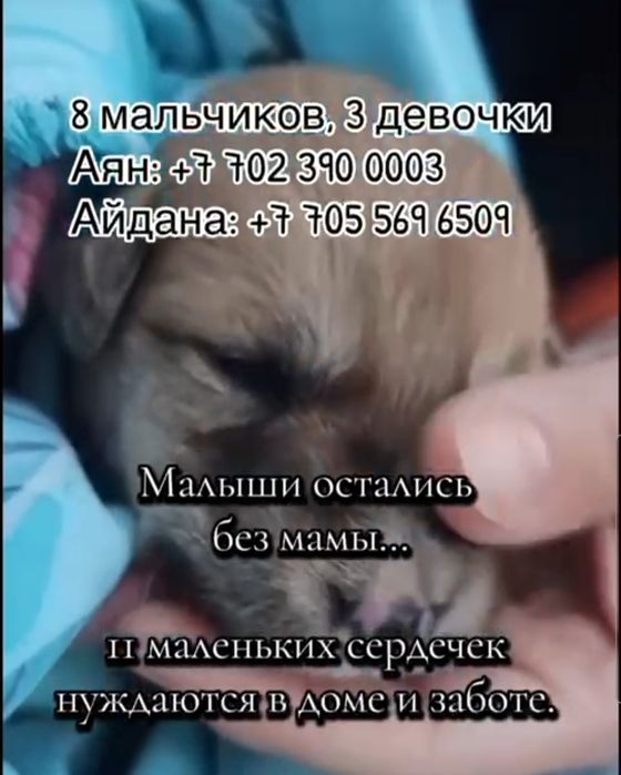 Щенки очень милые даром