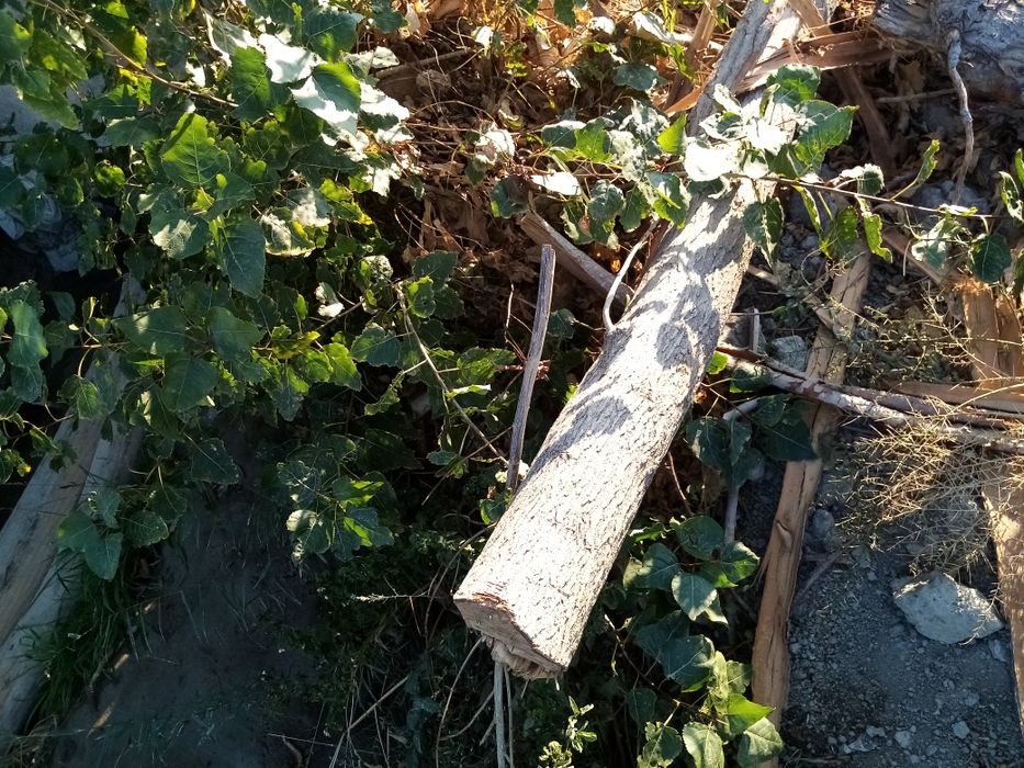 Утин сотилади коп