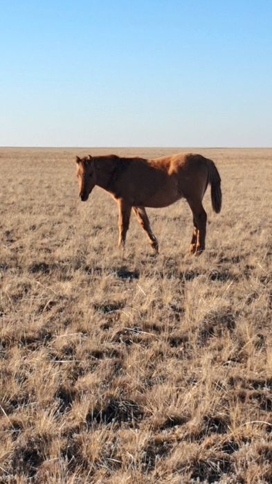 Жабағы соғым семіз сойып үйіңізге жеткізіп береміз доставка.