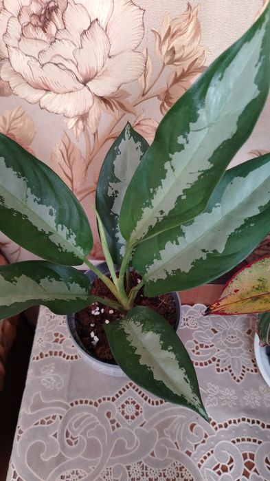 Продам комнатный цветок