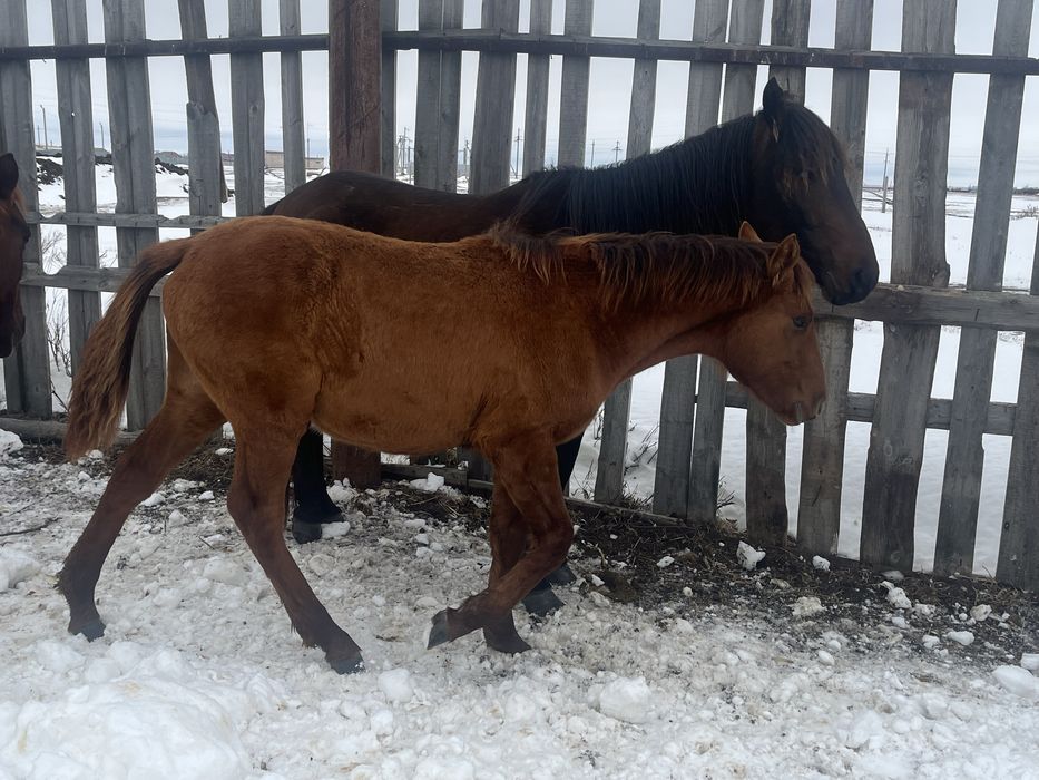 Продам жеребят