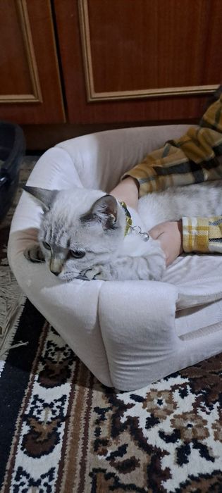 Сиам к,из мушукча
