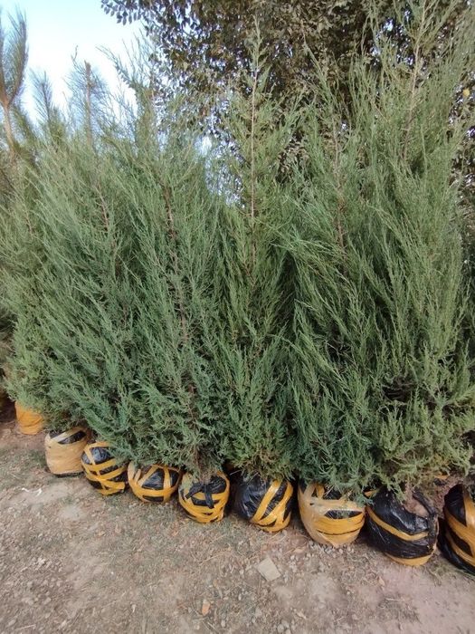 Арчалар. Бор. Зурларидан. Хархил. Мевалиг. Дарахлар   Асарти.  Нархи.