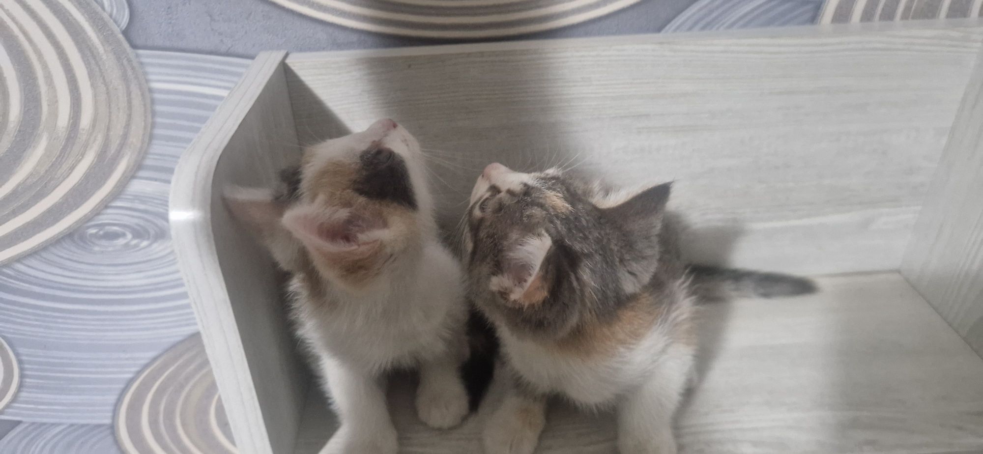 Отдам котят 5 штук 2 девочки 3 мальчика