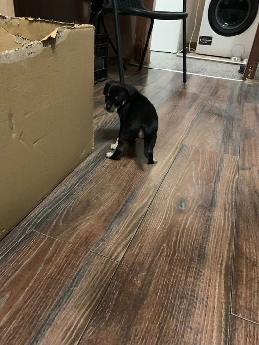 Кученца между пинчер и мопс