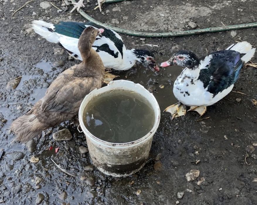 De vânzare rățoi tineri